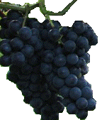 Entrez au vignoble