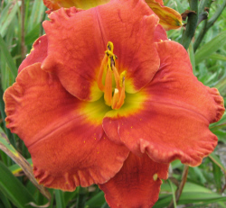 COQUELICOT DU SOUVENIR