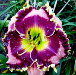 MOUNTAIN WILDFLOWER