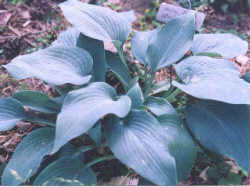 BLUE WEDGWOOD (Tardiana)