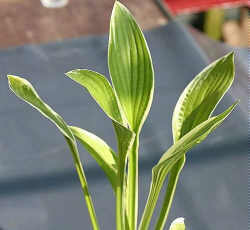 KINBUCHI TACHI (RECTIFOLIA)