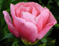 LOVELY ROSE