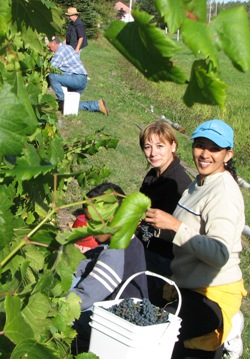 Lucie et Maria aux vendanges